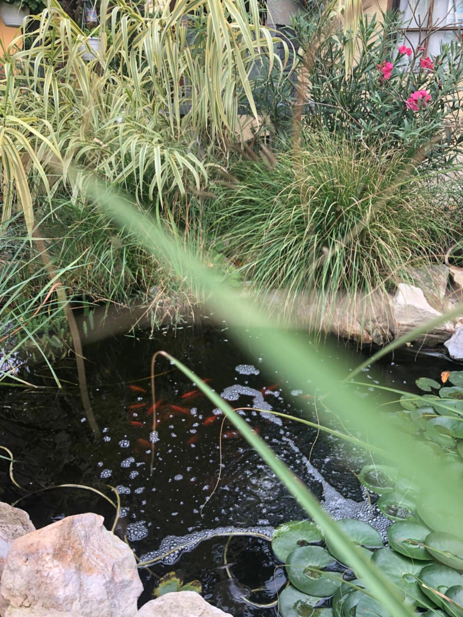 Dalia Apartman Gyoemro エクステリア 写真